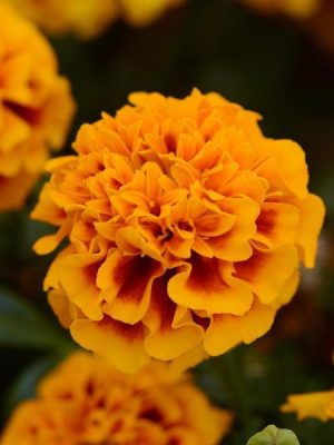 Marigold Hot Pak™ 'Flame'