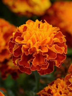 Marigold Hot Pak™ 'Harmony'