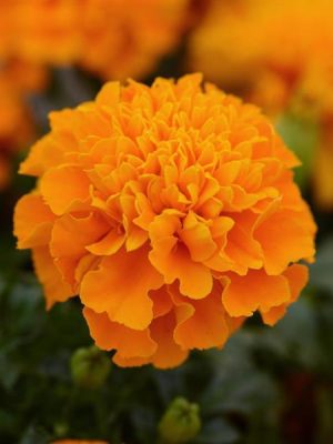 Marigold Hot Pak™ 'Orange'