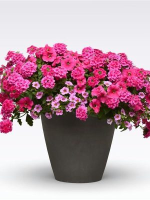 3 in 1 Plant Mixmasters 'I Heart Pink'