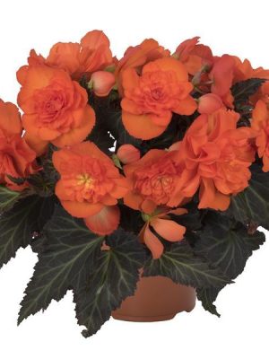 Begonia I'Conia Portofino Dark Orange