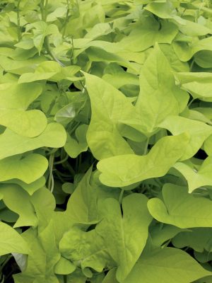 Ipomea Sweet Potato Vine 'Margarita'