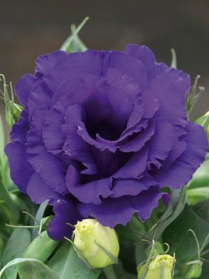 Lisianthus Julietta Blue
