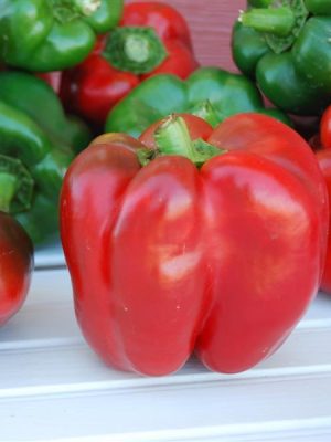 Pepper 'King of the North Pepper'