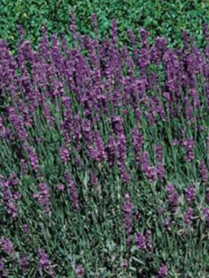 Lavender 'Hidcote Blue'