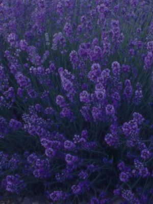 Lavender 'Munstead'