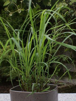Lemongrass