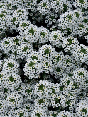 Sweet Alyssum 'Snow Princess'
