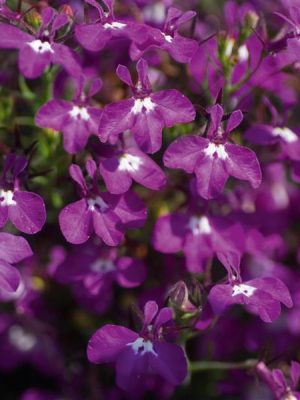 Lobelia Magadi™ Basket Dark Purple