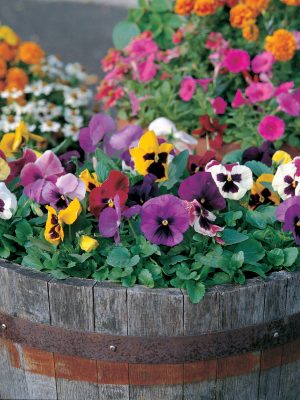 Pansy Majestic Giants II 'Blotch Mix'