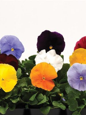 Pansy Matrix® 'Clear Mixture'