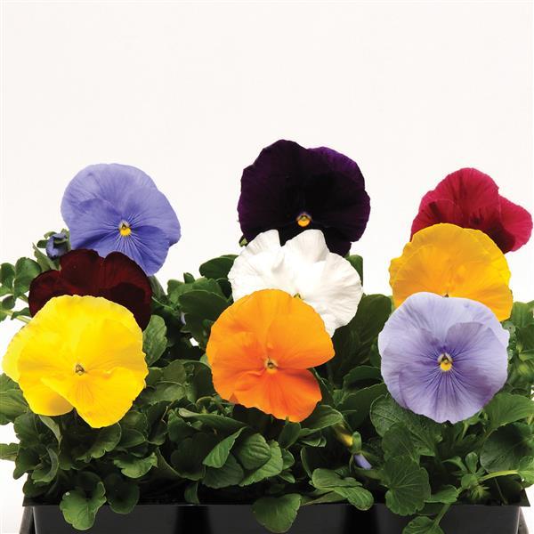 Pansy Matrix® 'Clear Mixture'