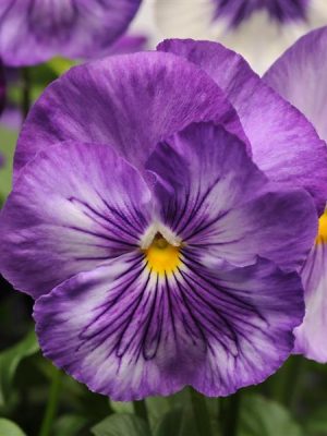 Pansy Matrix® 'Lavender Shades'