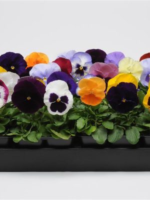 Pansy Matrix® Mix