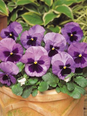 Pansy Matrix® 'Ocean'