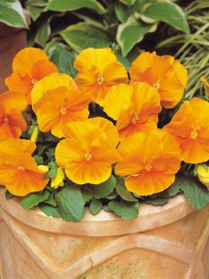 Pansy Matrix® 'Orange'