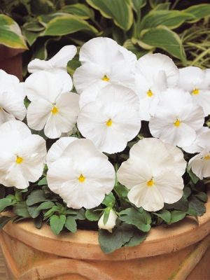 Pansy Matrix® 'White'