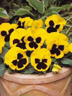 Pansy Matrix® 'Yellow Blotch'