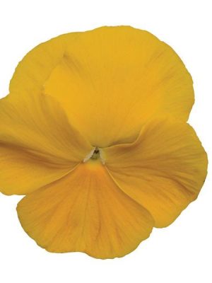 Pansy Matrix® 'Yellow'