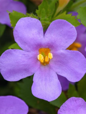 Bacopa 'MegaCopa™ Blue'