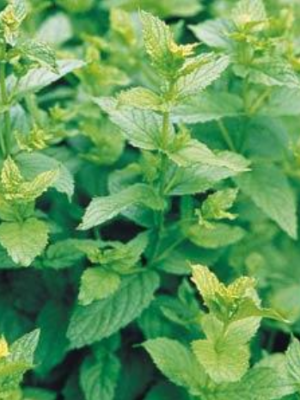 Mint 'Peppermint'