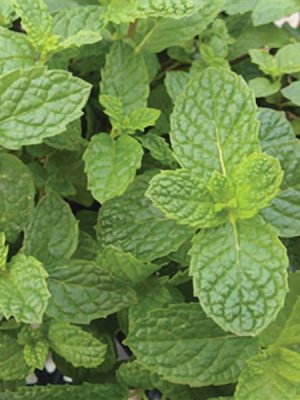 Mint 'Mojito'