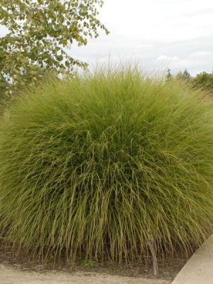 Maiden Grass 'Gracilmus'