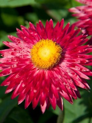 Strawflower Mohave™ Purple Red