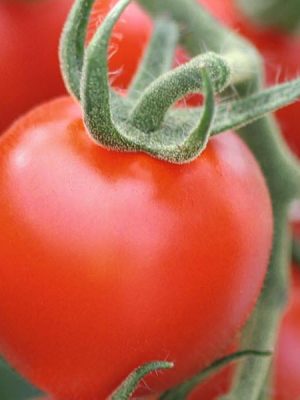 Tomato 'Mountain Magic'