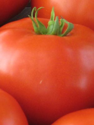 Tomato 'Mountain Merit'