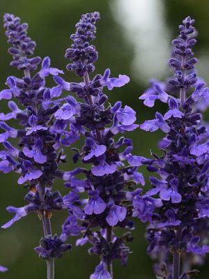 Salvia 'Mysty'