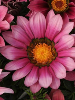 Gazania New Day® 'Pink Shades'