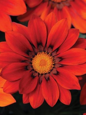 Gazania New Day® 'Red Shades'