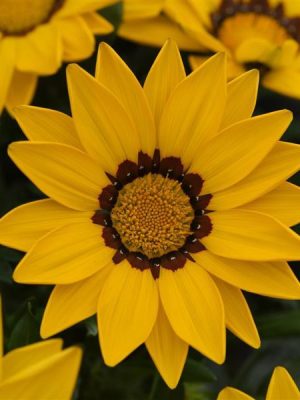 Gazania New Day® 'Yellow'