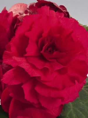Begonia Nonstop Deep Rose
