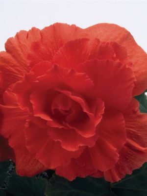 Begonia Nonstop Deep Salmon