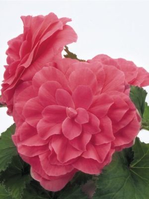 Begonia Nonstop Pink