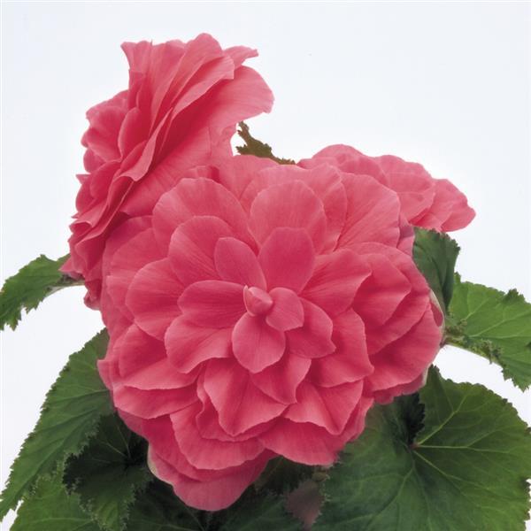 Begonia Nonstop Pink