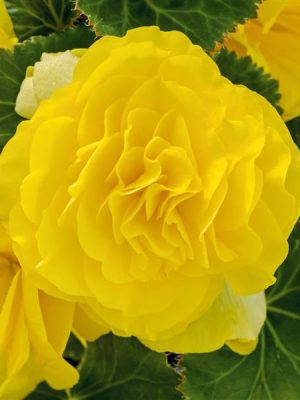 Begonia Nonstop Yellow
