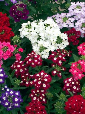 Verbena Obsession Mix