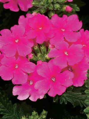 Verbena Obsession Pink