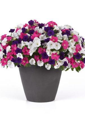3 in 1 Plant Mixmasters 'Oh For Sure'