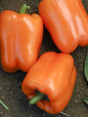 Pepper 'Orange Blaze'