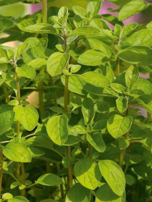 Oregano, Italian