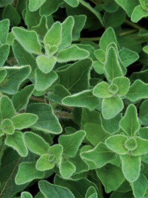 Oregano, Greek