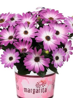 Osteospermum Margarita Pink Flare