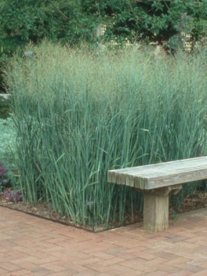 Switch Grass 'Heavy Metal'