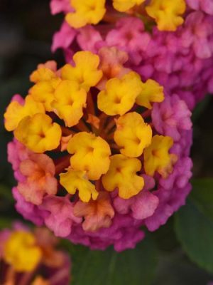 Lantana PassionFruit
