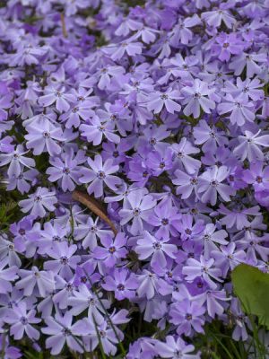 Phlox 'Emerald Blue'