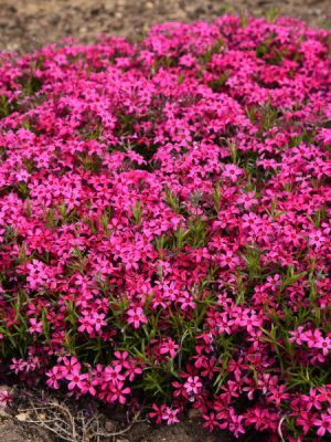 Phlox 'Red Wing'